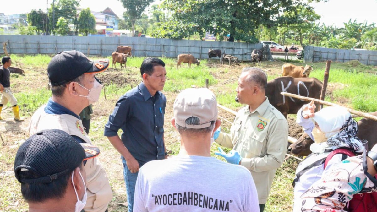 Kepala Dinas Peternakan dan Kesehatan Hewan Kaltim Munawwar  saat melakukan pengecekan di lapangan (kemeja hitam)