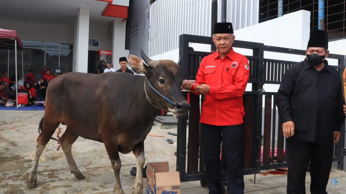 Bedahara DPD PDI Perjuangan Kalimantan Timur, Muhammad Samsun saat menyerahkan salah satu sapi yang hendak dikurbankan. (Foto : Istimewa)