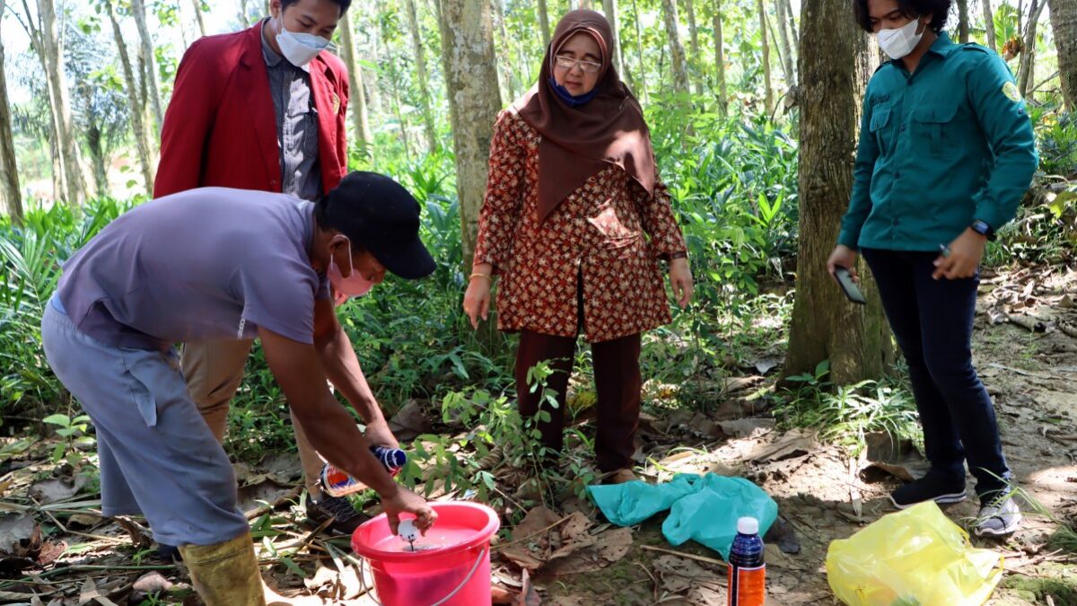 Proses pemusnahan benih kelapa sawit ilegal di Kutai Kartanegara, Kamis (21/7/2022).