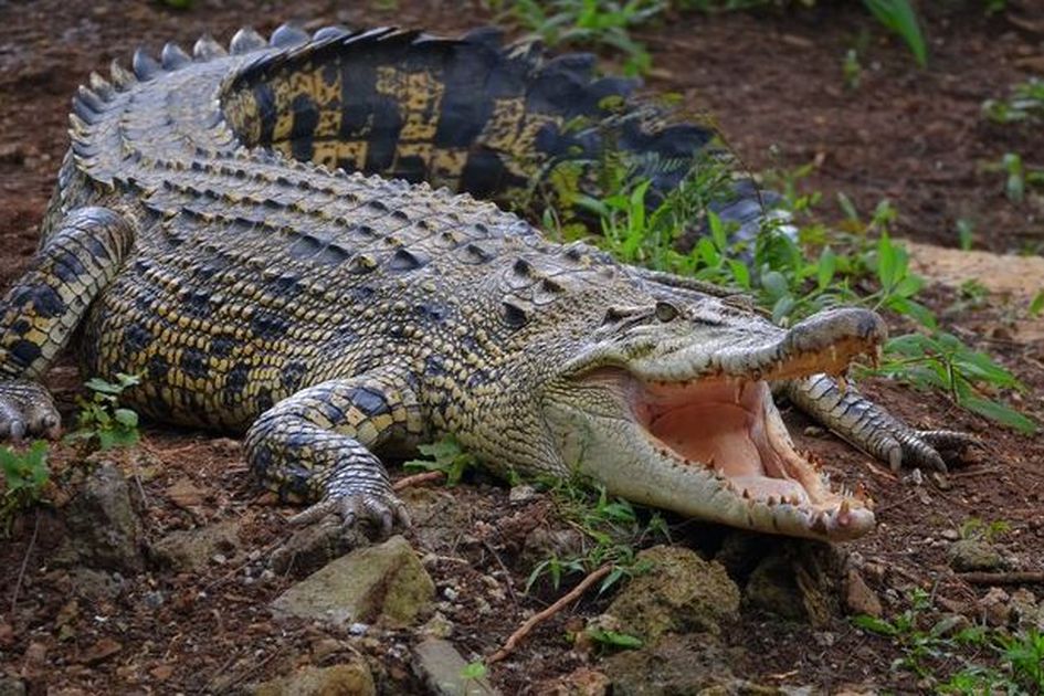 Ilustrasi Buaya (Foto: Google)