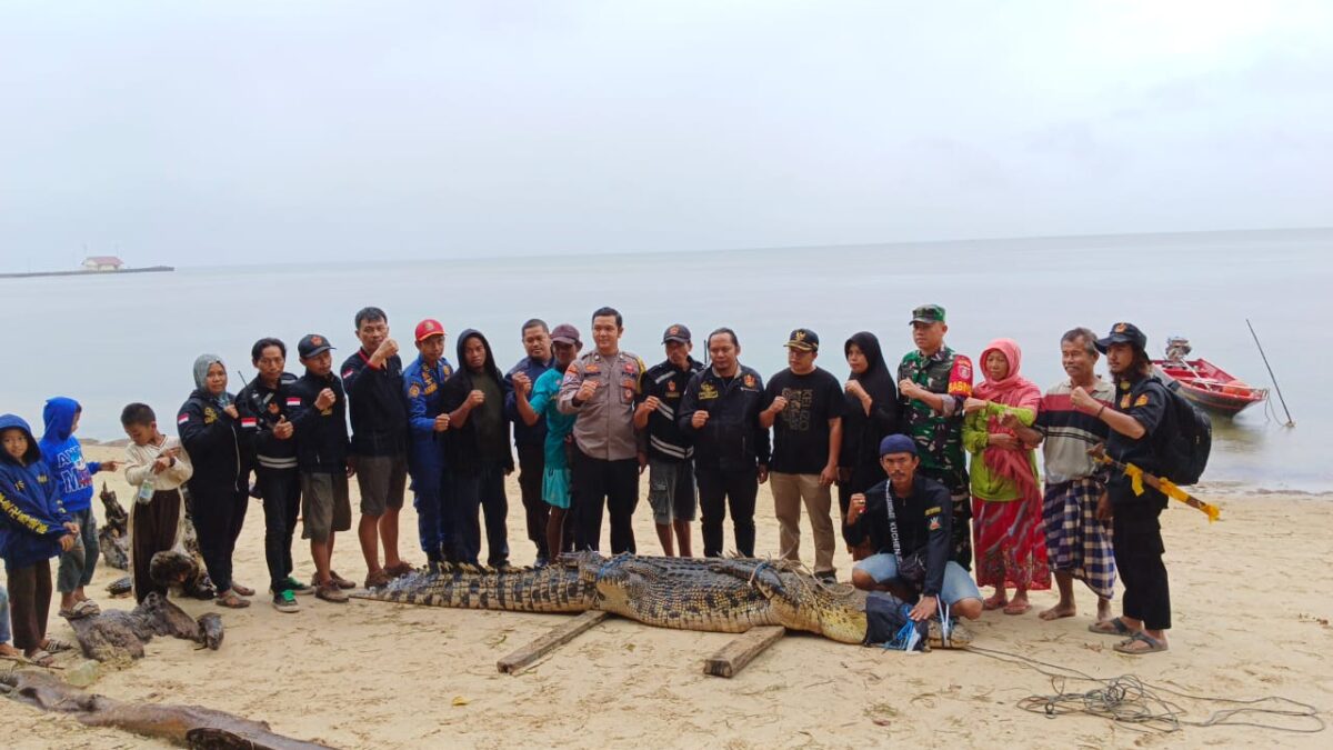 Warga saat mengevakuasi buaya berukuran 4 meter di Pantai Teluk Lombok