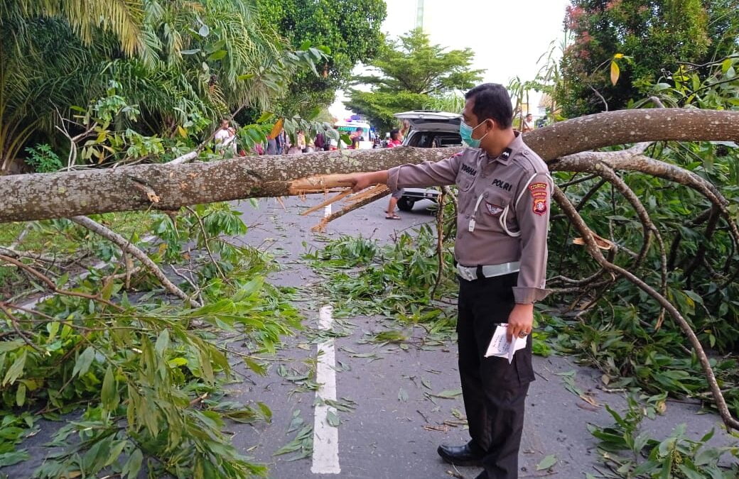 Anggota polisi saat melakukan olah TKP di lokasi pohon tumbang yang menyebabkan dua pemotor tewas (Istimewa)