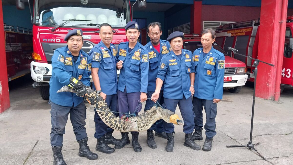 Buaya sepanjang 2,7 meter setelah diamankan anggota Disdamkar Samarinda (Foto: istimewa)