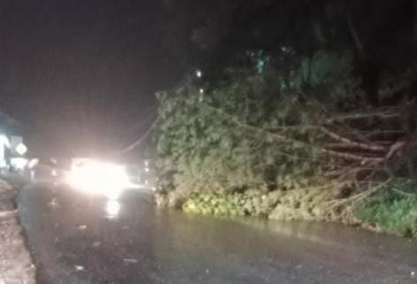 Beberapa pohon tumbang di sebagian wilayah Samarinda (Foto: Istimewa)