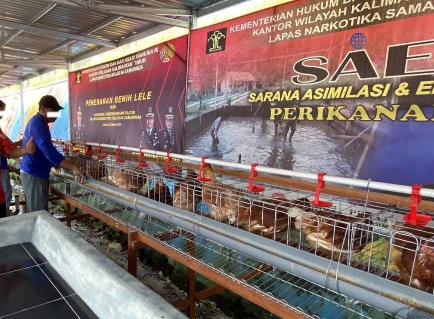 Peternakan ayam telur di Lapas Narkotika Samarinda yang dikelola oleh WBP. (foto: Klausa.co)