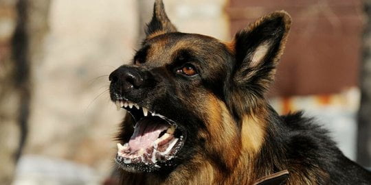 Ilustrasi Rabies. (Foto: Google)