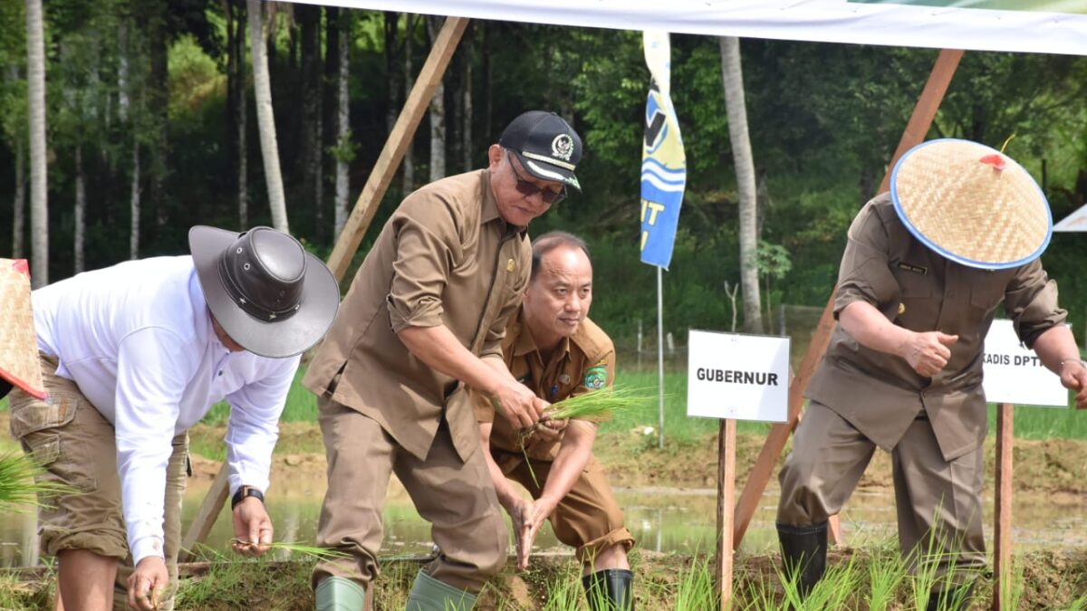 Proses penanaman padi Oleh Gubernur Kaltim Isran Noor dan Wakil Ketua DPRD Kaltim Muhammad Samsun (Foto: Istimewa)