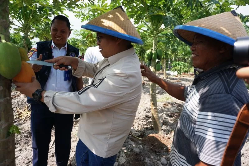 Wakil Bupati Kukar, Rendi Solihin memetik buah pepaya California (Foto: Istimewa)