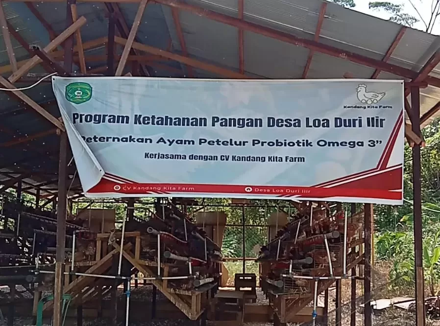 Kandang Ayam Petelur Omega 3 Probiotil yang sedang dikembangkan Desa Loa Duri Ilir. (Foto: Klausa)