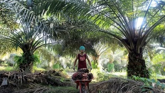 Ilustrasi (Foto: Istimewa)