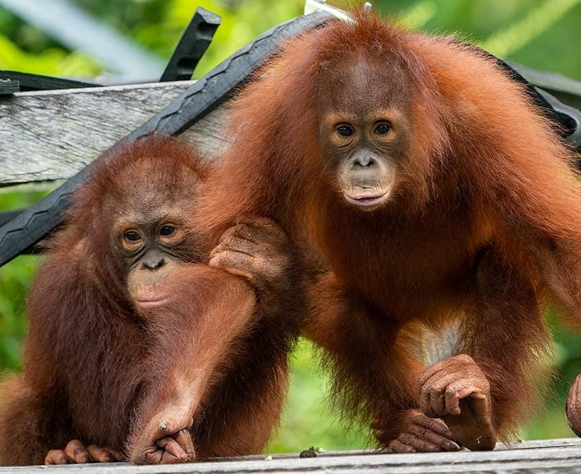Ilustrasi Orangutan. (Foto: Istimewa)