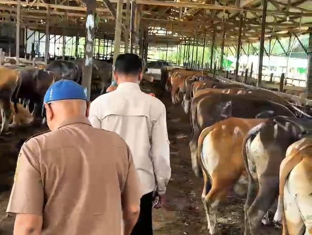 Kondisi hewan ternak di kandang CV Mahabbah, menjelang Hari Raya Idul Adha 2025.
(Foto : Din/Klausa)