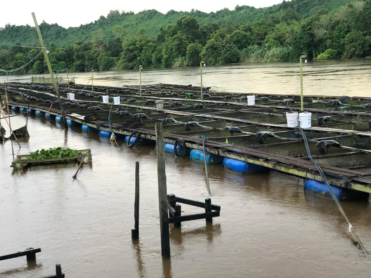 Tambak Ikan Desa Embalut, Kukar. (Foto: Yah/Klausa)