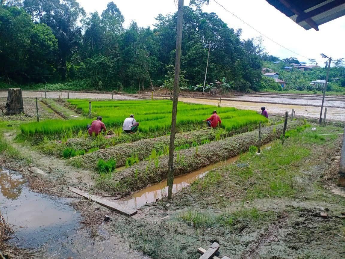 Petani di Desa Segihan, Kukar. (Foto: Yah/Klausa)