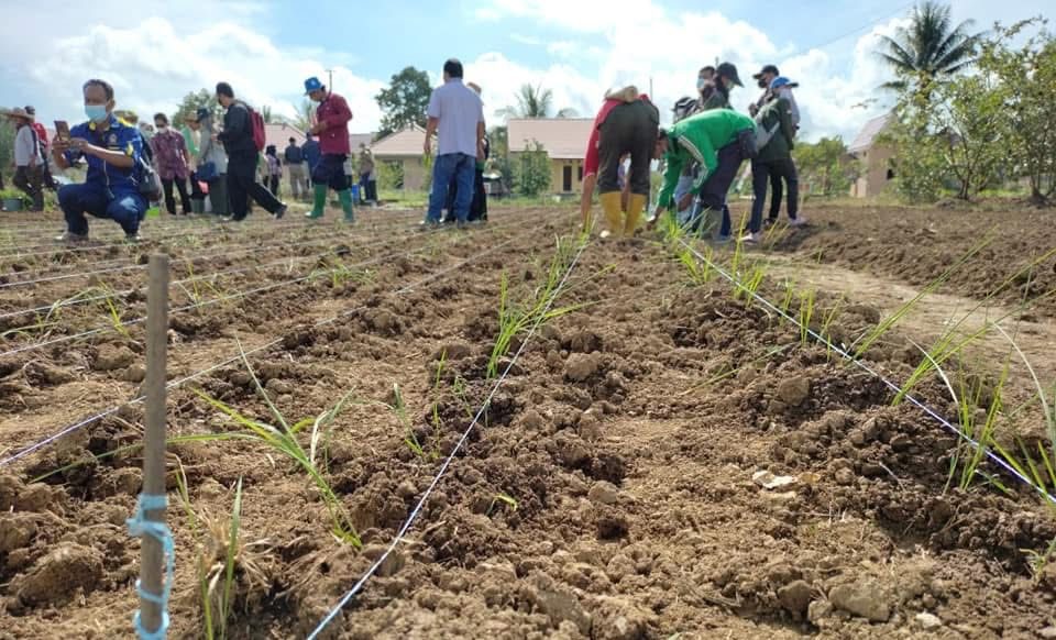 Kawasan pertanian yang ada di Kecamatan Tenggarong Seberang. (Foto: Istimewa)