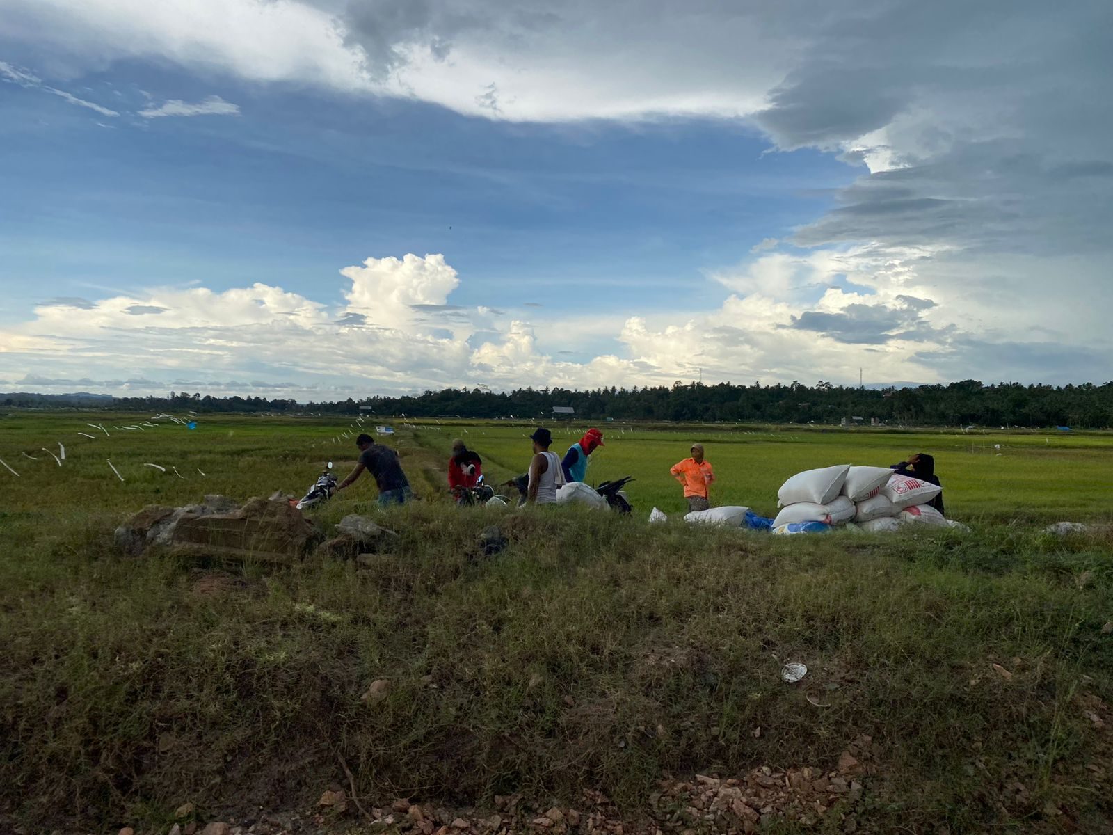 Ilustrasi pertanian. (Foto: Yah/Klausa)
