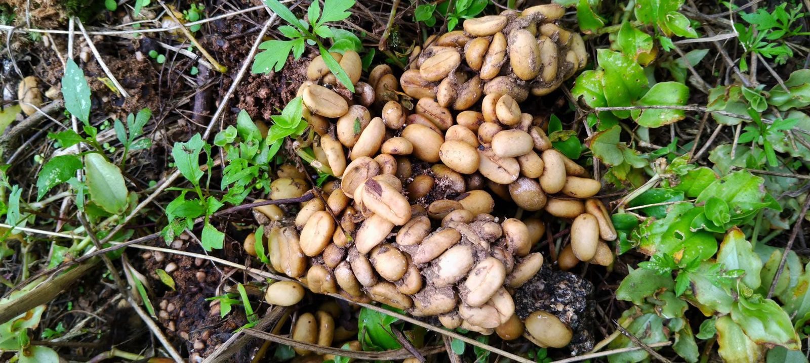 Ilustrasi Kopi Luwak. (Foto: Istimewa)
