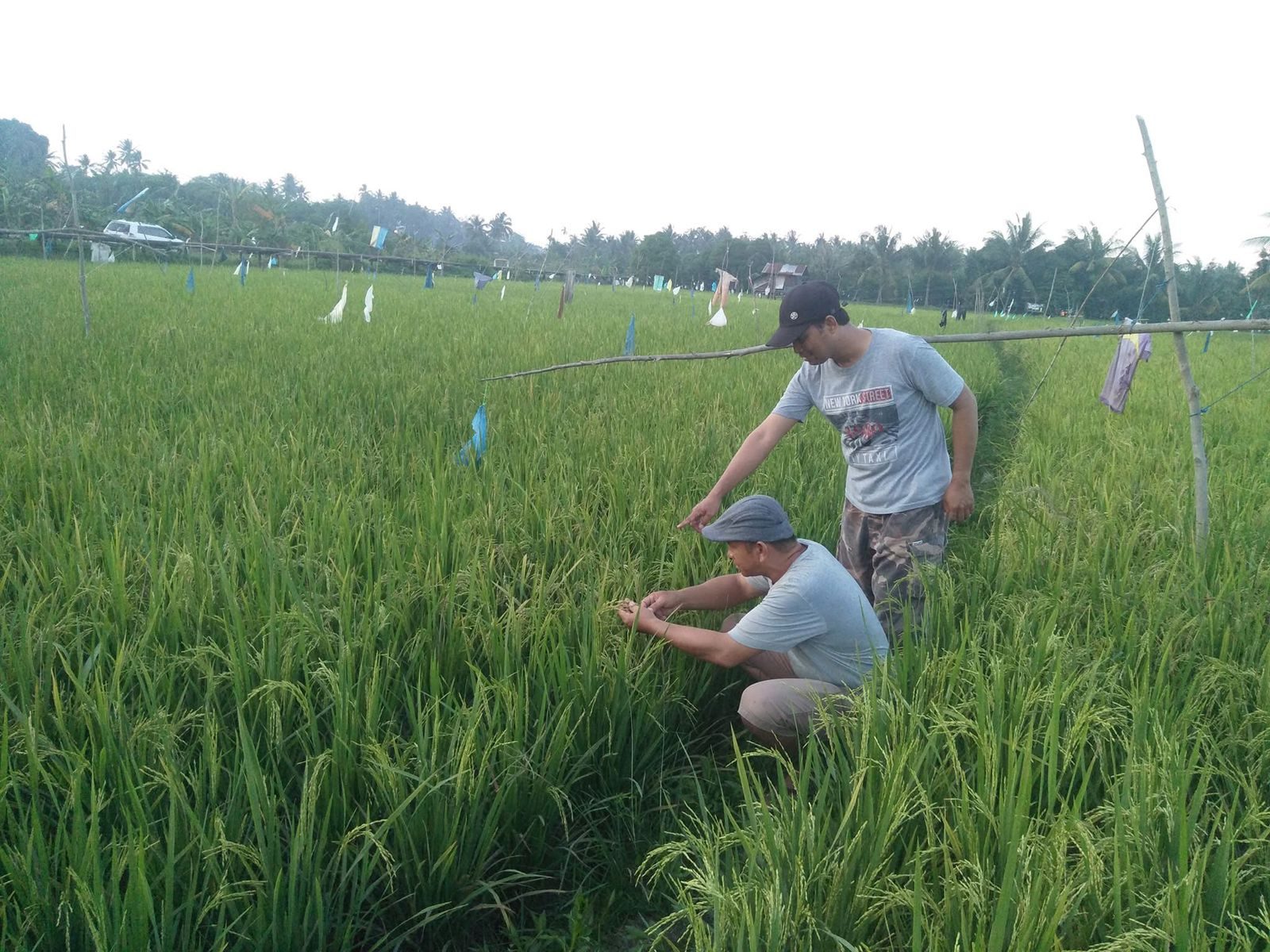 Pertanian di Kabupaten Kukar. (Foto: Istimewa)