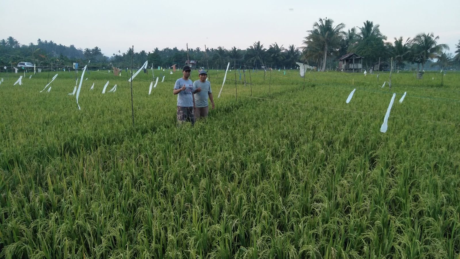 Lahan Pertanian di Kabupaten Kukar. (Foto: Yah/Klausa)