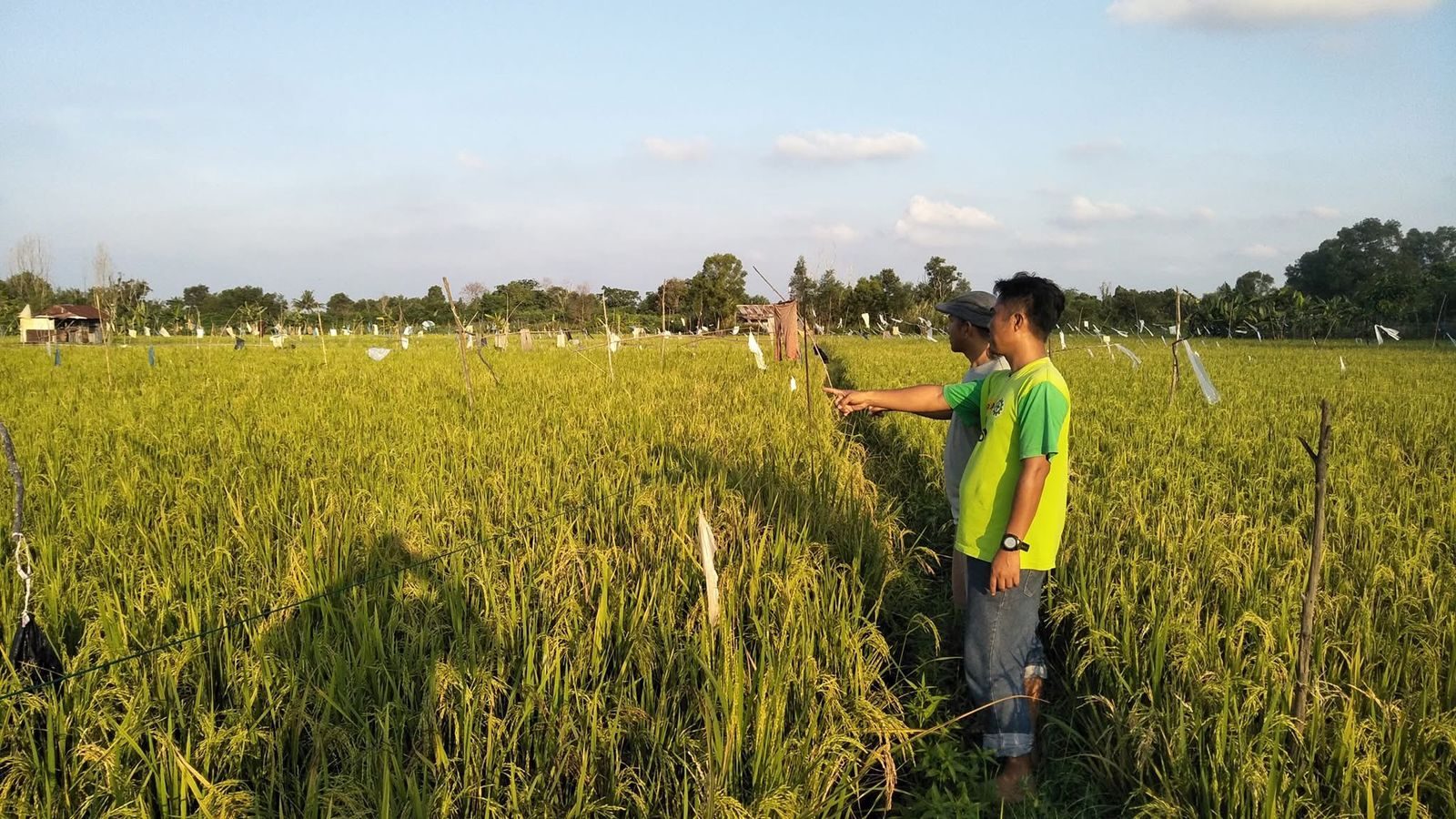 Petani Padi di Desa Suka Maju, Kukar. (Foto: Yah/Klausa)